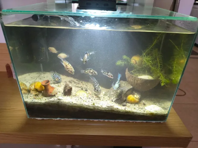 Aquário 22 litros completo