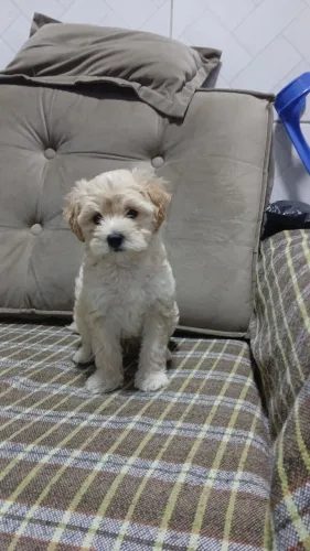 Cachorro pundo