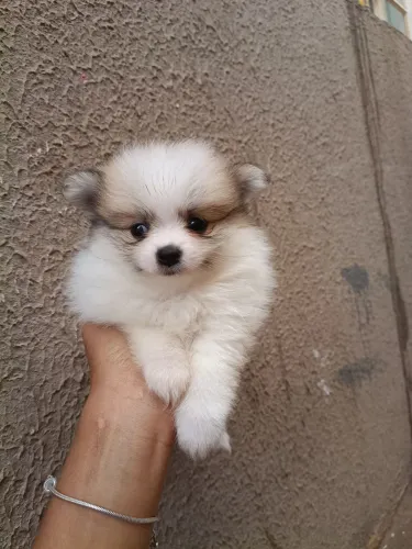 Vende-se Filhotes de Spitz Alemão 