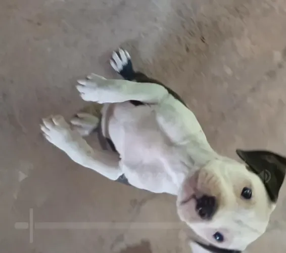Filhotes de American Pit Bull Terrier