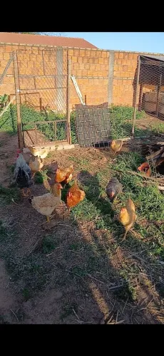 Galinhas poedeira e caipira