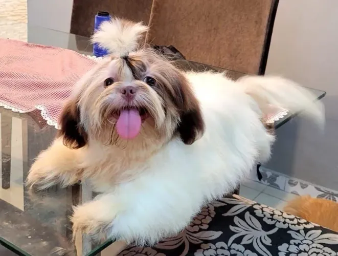 Shihtzu macho 7 meses