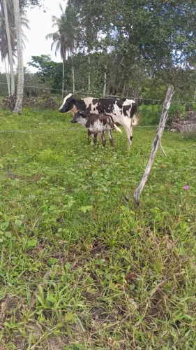Vendo vaca com bezerro<br>? Valor: R$ 3.200,00