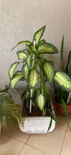 Vendo  "Vaso Grande de Concreto + Planta Comigo-Ninguém-Pode Adulta (1,20m)".