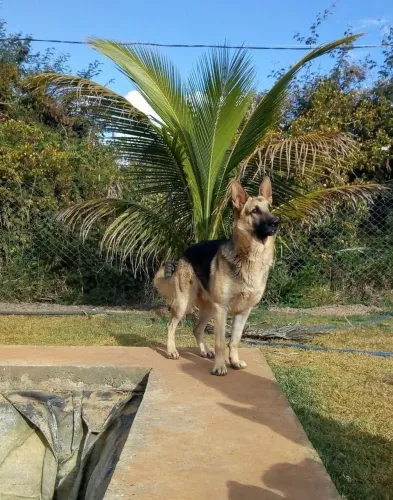 Última Fêmea de Pastor Alemão com Pedigree!!!