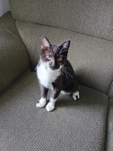 Doação de gata filhote