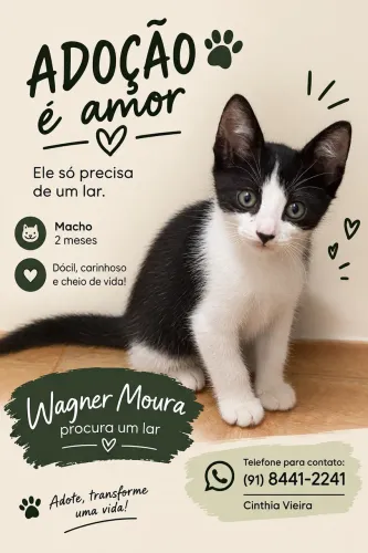 Adoção de gatinho 