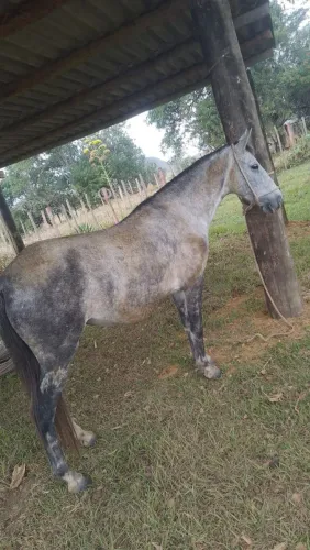 Égua