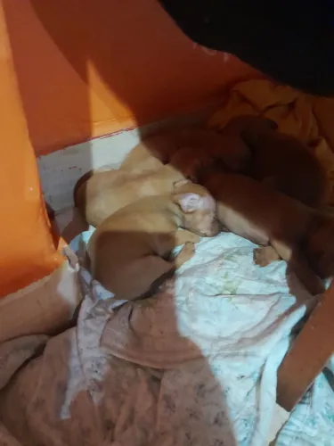 Vende se filhote de pincher