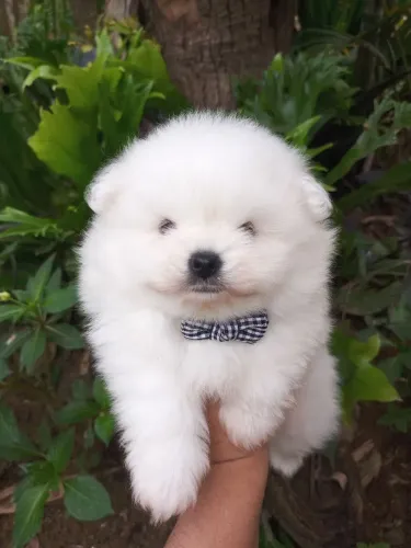 Lulu da Pomerânia - Spitz alemão filhotes macho
