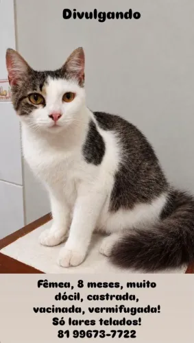 Gata para adoção responsável