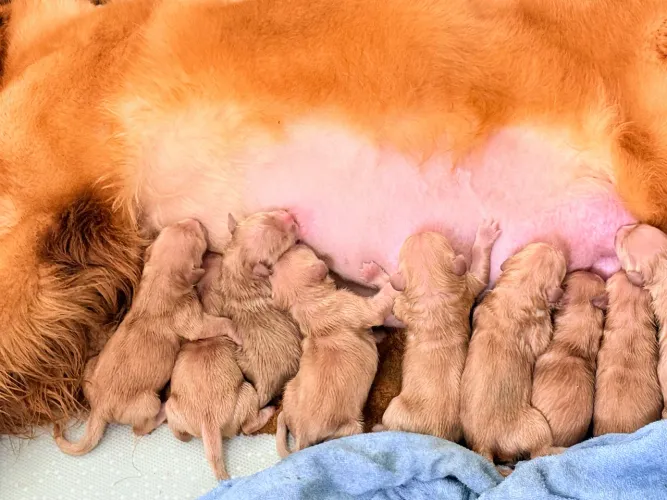 FILHOTES DE GOLDEN RETRIEVER À VENDA!