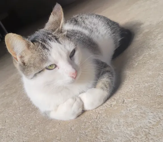 Doação Responsável - Gatinha Juju
