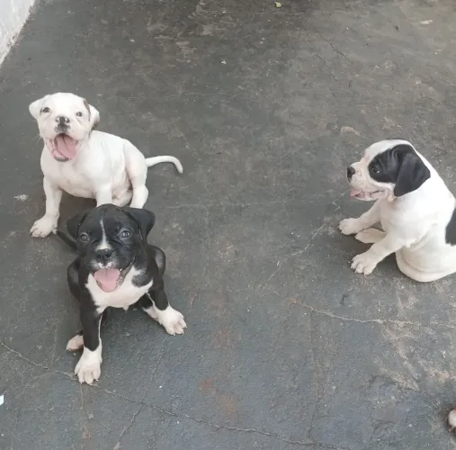 Filhote Boxer macho