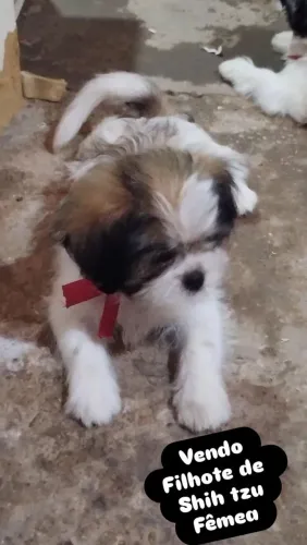 Vendo filhote de Shih tzu *