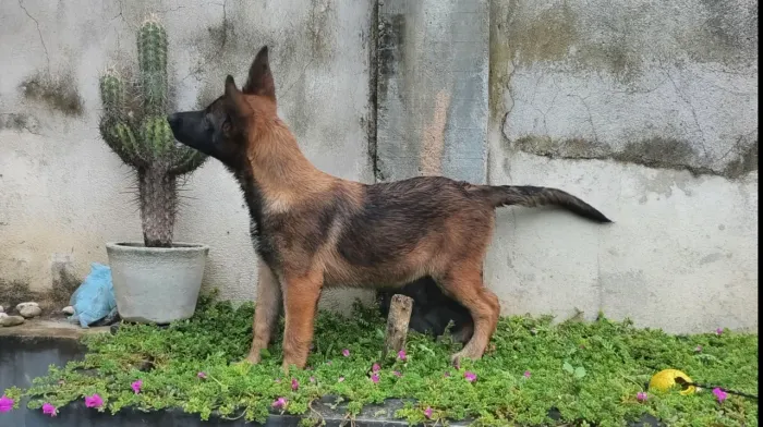 Pastor Belga Malinois com Pedigree CBKC em 10 x 300 sem juros no cartão