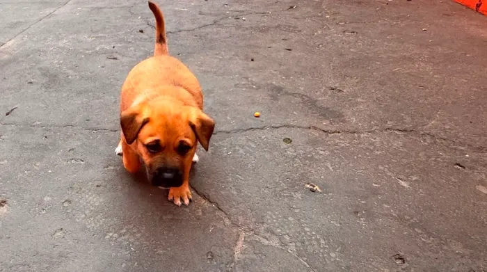 Doa-se filhotes cachorro porte pequeno Itapetininga sp 