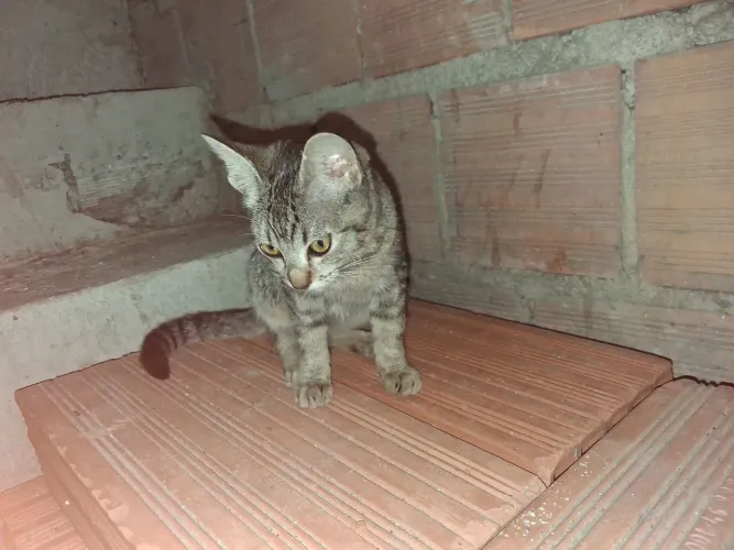 Gato pra adoção