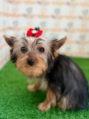 Yorkshire Terrier Fêmea