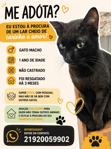 Doação de gatinho