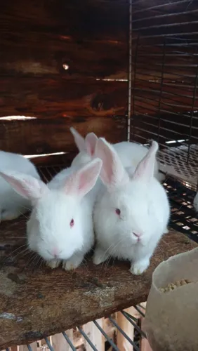 Lindos filhotes de coelhos 