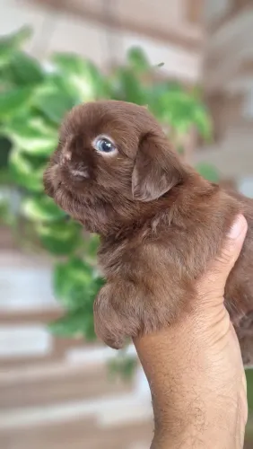 Shih-tzu macho chocolate 