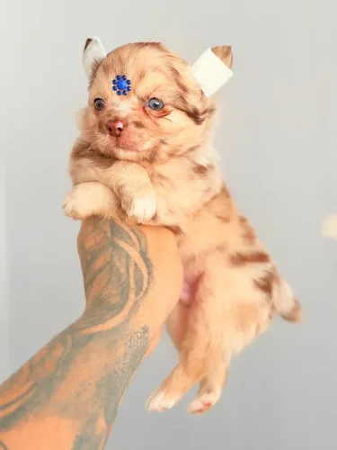 Chihuahua macho chocomerle com pedigree