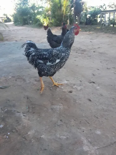 Frango e frango genética GSB