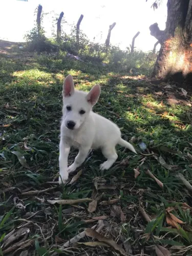 Filhote de Husky siberiano e Pastor Belga Malinois