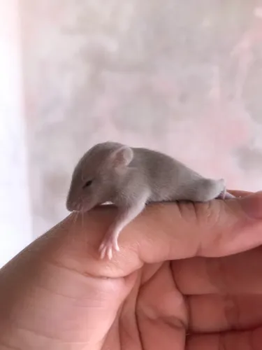 Camundongos domésticos 