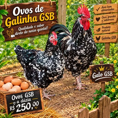 Pintinhos GSBs e ovos galados