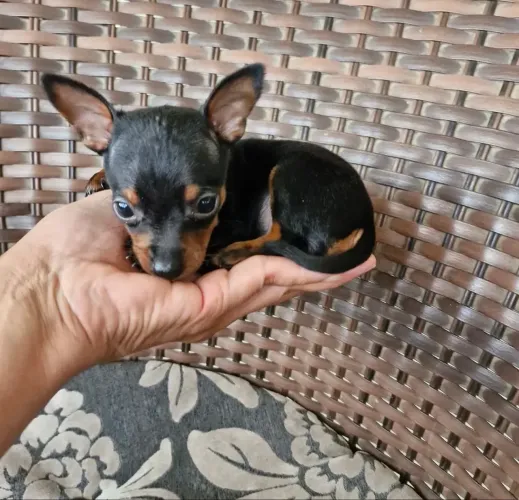 Pinscher vacinado com pós atendimento 80 dias 