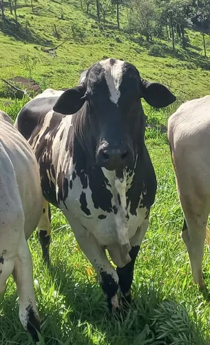 Touro nelore pintado 