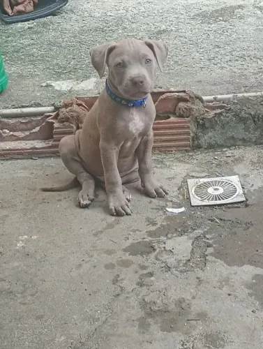 Pitbull