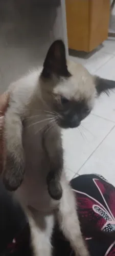 Doa se uma gatinha siames