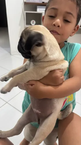 Pug fêmea filhote 