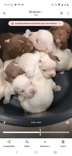 FILHOTES DE AMERICAN BULLY