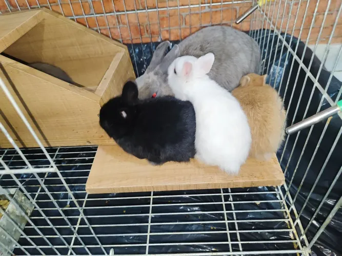 Coelho Netherland dwarf (anão holandês)