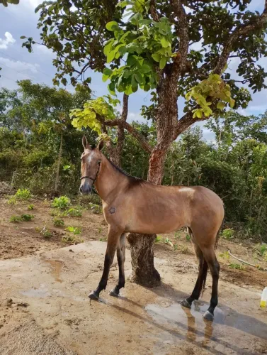 Égua