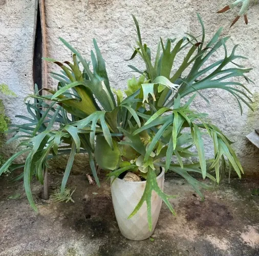Chifre-de-veado Gigante em Vaso