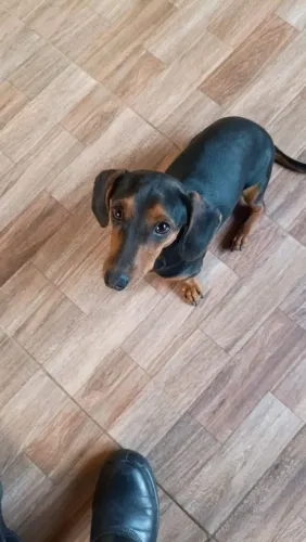 Dachshund Basset salsicha Cofap macho 9 meses