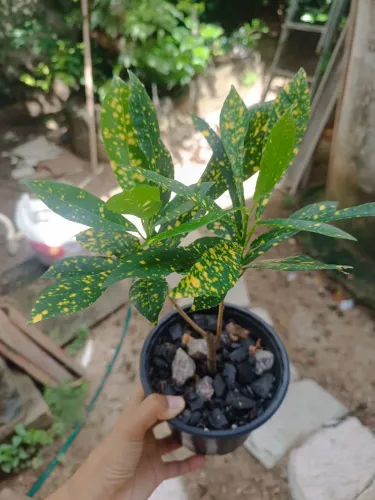 Croton