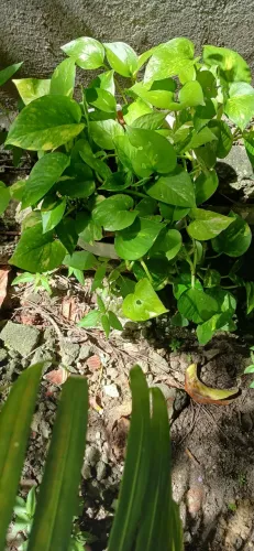 Plantas jiboia 