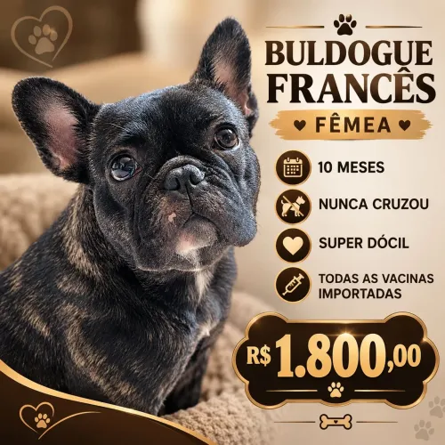 Buldogue francês fêmea 