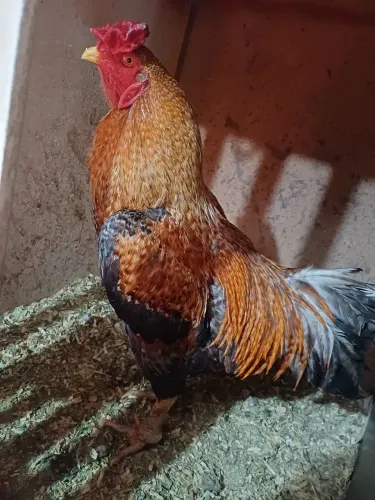Galo