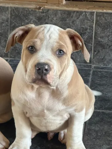 Cao American Bully