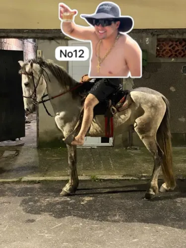 Cavalo tordilho