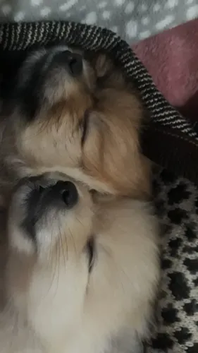 Bebês 