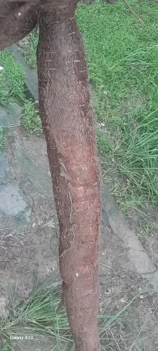 Mandioca fresca