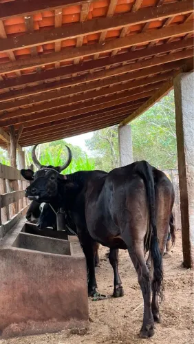 Vaca leiteira com garrote